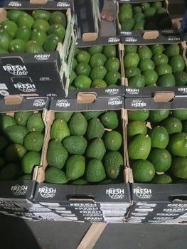 Fresh Hass Avocado Color Dark Green Ripeness Mature Green Size 12, 14, 16, 18, 20, 22, 24 Target Market Singapore and Malaysia - Rudra Corporation - India